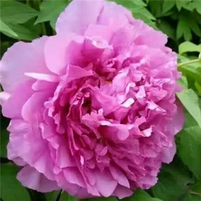 Peony Blue Tree