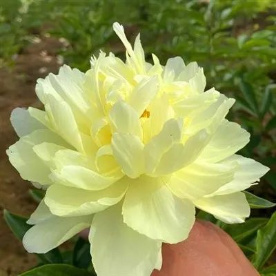 Peonia de la roda daurada