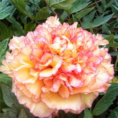Flors de tall fresc de peonia taronja