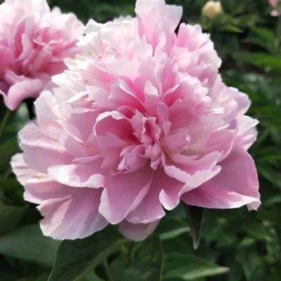 Peach Blossom i Snow Peony