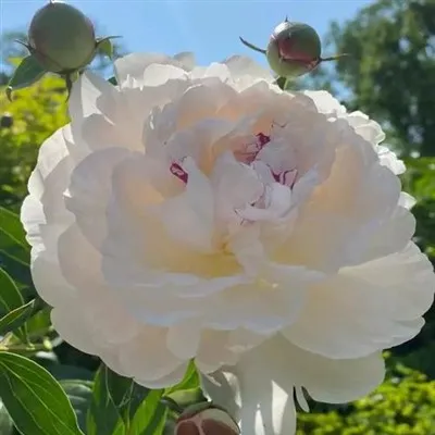 Yang Fei surt del seu bany amb peonia
